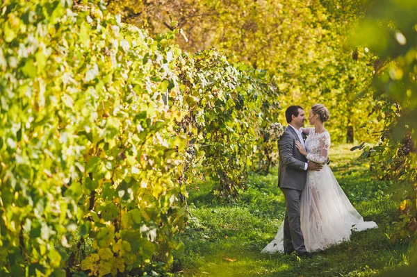 Красивая молодая пара прогуливается среди виноградников 376 . — стоковое фото
