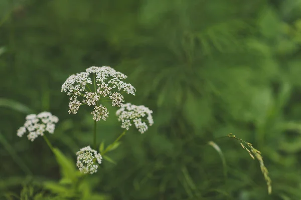 The fennel of the Umbelliferae plants 315. — Stock Photo, Image