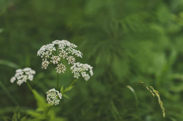 Az édeskömény Umbelliferae növények 315. — Stock Fotó