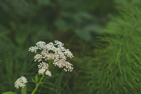 Flowers of fennel on a background of green meadows 317. — Stock Photo, Image