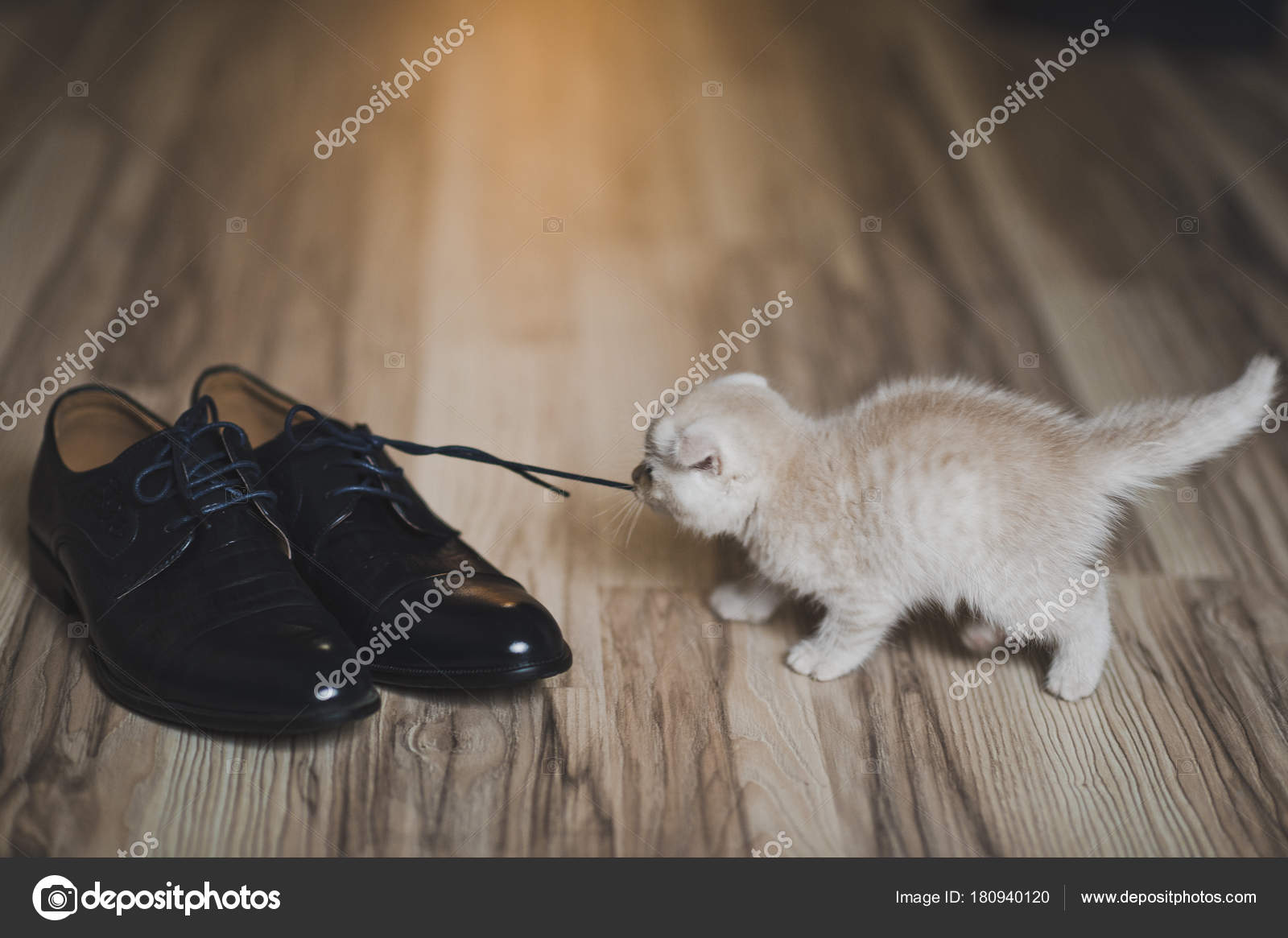 baby cat shoes