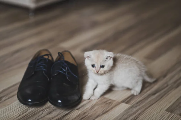 Little kitten playing on the floor with shoes 7431. — Stock Photo, Image