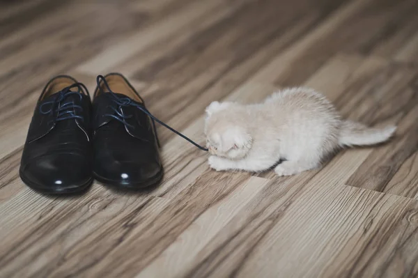 The little white kitten playing with shoes 7435. — Stock Photo, Image