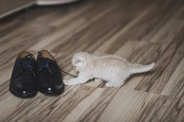 The little white kitten playing with shoes 7434. — Stock Photo, Image