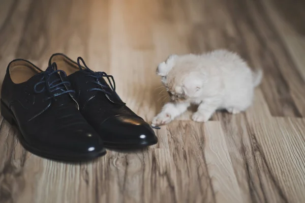 El gatito blanco jugando con zapatos 7436 . — Foto de Stock