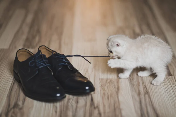 Naughty fluffy kitten plays with shoelaces 7438. — Stock Photo, Image