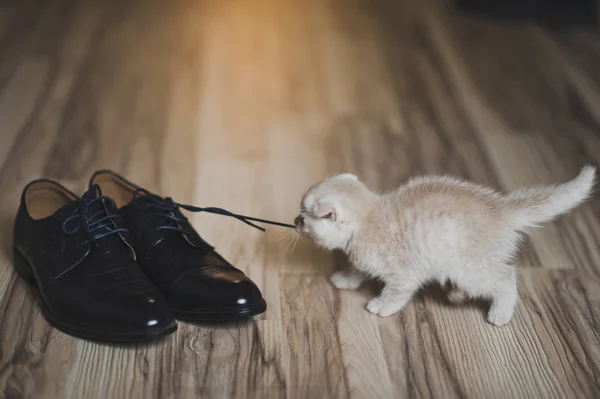 Baby cat games with shoes 7439. — Stock Photo, Image