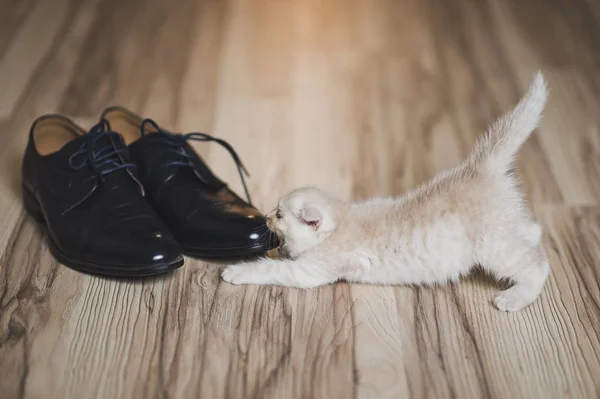 Baby cat games with shoes 7440. — Stock Photo, Image
