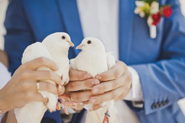 Duas pombas brancas de neve nas mãos dos recém-casados 7854 . — Fotografia de Stock