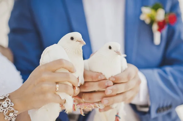 Duas pombas brancas de neve nas mãos dos recém-casados 7855 . — Fotografia de Stock