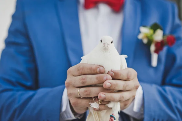 Pomba branca nas mãos de um homem de terno 7857 . — Fotografia de Stock