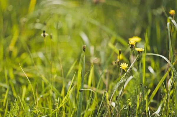 Green grass and chamomile in it 7892. — Stock Photo, Image