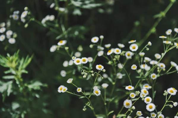 Camomille Médicinale Sur Fond Herbe Verte — Photo