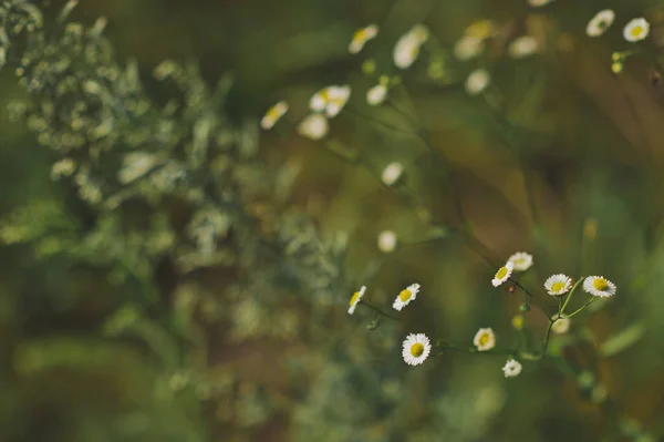 Perennial garden Daisy on a background of green grass 473. — Stock Photo, Image