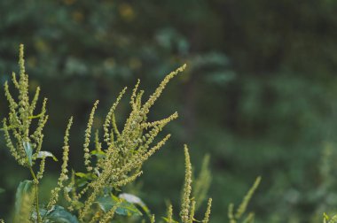 Bulanıklık 506 çiçekli yaz çayır çim.