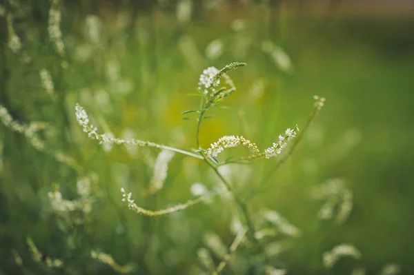 Summer meadow grass closeup 503. — Stock Photo, Image