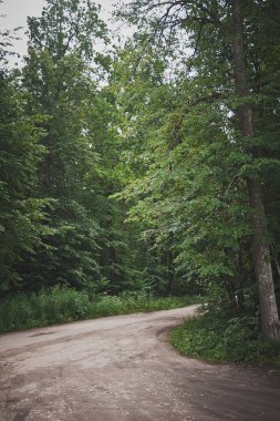 Ağaçların arasında yolun orman dönüşü 543.