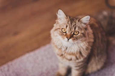 Kırmızı şişman kedi mutsuz 700 görünüyor.