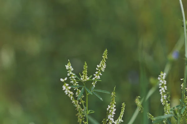 Summer grass close-up 652. — Stock Photo, Image