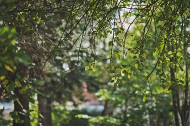 Bahar ağaçlarının dalları 755.