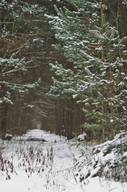 Kış çam daha sık 857 sokakta.