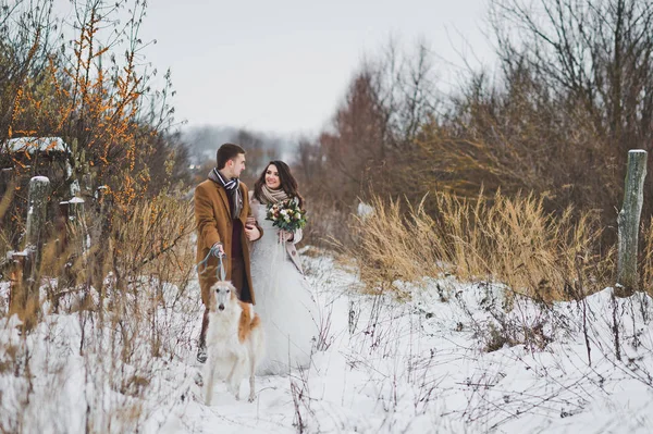 Braut und Bräutigam auf einem Winterspaziergang mit einem russischen Windhund — Stockfoto