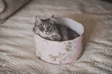 Kutusu 964 ile kedi oyunu.
