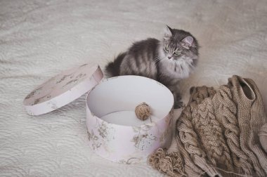 Kabarık kedi bir yuvarlak kutusu 966 ile çalış.