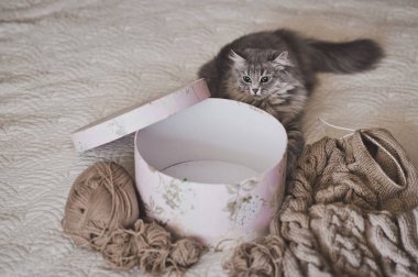 Kabarık kedi ile yuvarlak bir kutu 968 çalış.