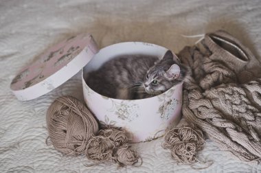 Karton kutu 975 itibaren yapılan rahat kedi evi.