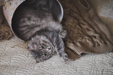 Güzel kedi ile oynarken örgü kazak 984.