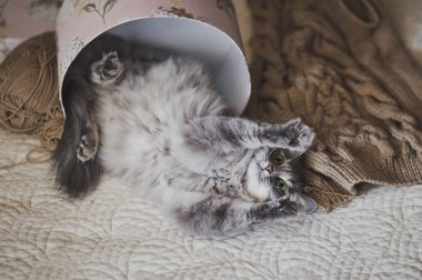 Bir karton kutu 992 topları ile kedi çalış.