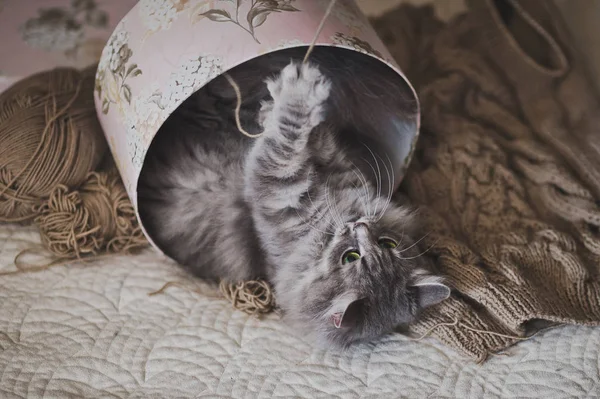 Le processus de jouer un beau chat dans une boîte en carton 988 . — Photo