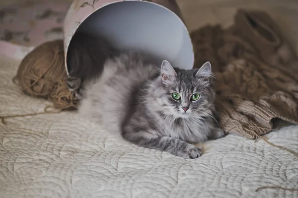 Siberian gato na cama 997 . — Fotografia de Stock