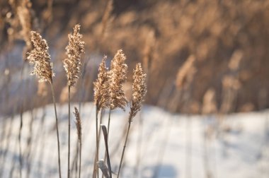 Kış 1008 kabarık büyümüş sazlık.