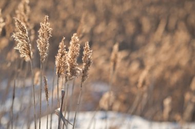 Kış reed kabarık 1009.