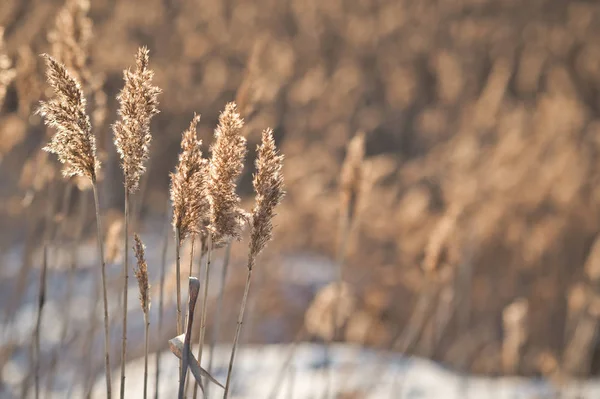 Kış reed kabarık 1009.