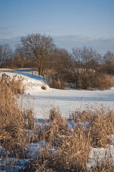 Sazlık 1011 ile büyümüş yol kenarında.