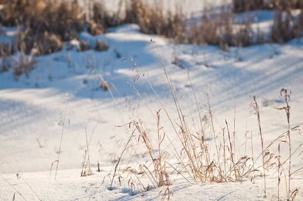 Winter Fotos von getrocknetem Gras 1015. — Stockfoto