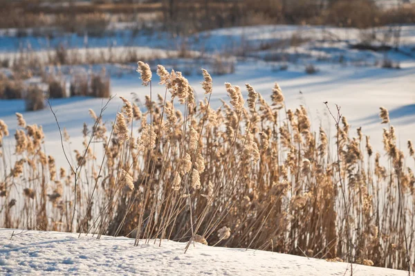 Winter Fotos von getrocknetem Gras 1016. — Stockfoto