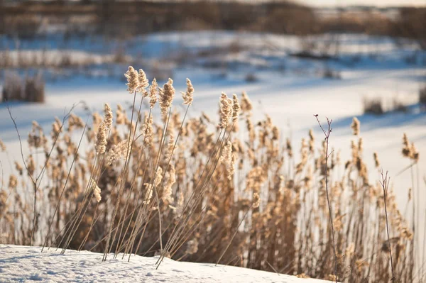 Winter Fotos von getrocknetem Gras 1018. — Stockfoto