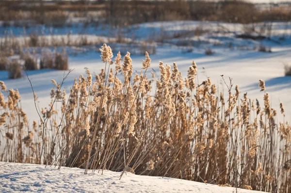 Winter photos of dried grass 1017. — Stock Photo, Image