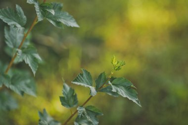 Genç huş ağacı kaçış yeşillik 1133 yolunda yapar.