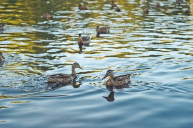 Ördek sürüsü 1138 yürüyüş için.