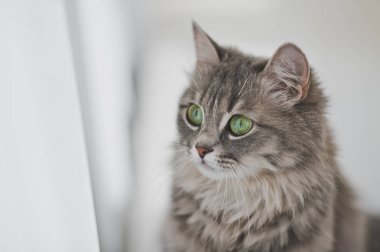 Gri tüylü kedi 1161 portresi kapatın.