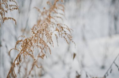 Dal bir kış masal arka plan üzerinde kurutulmuş çim.