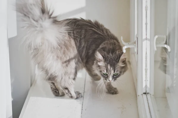 Gyönyörű macska az ablakpárkányon 1162. — Stock Fotó