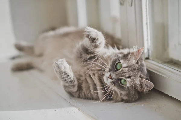 A raça de gato siberiano deitado na soleira da janela branca 1171 . — Fotografia de Stock