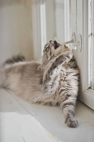 Puszysty kot żucia na uchwyt okna 1172. — Zdjęcie stockowe
