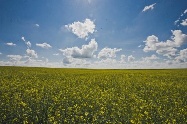 Ufukta tecavüzle ekilmiş tarla 1844.